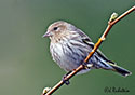 Carduelis spinus